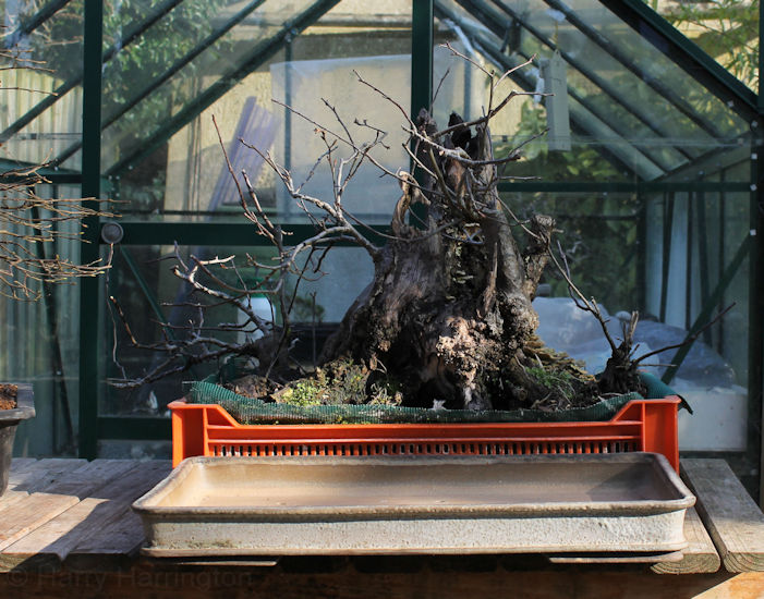 AT Crab Apple Bonsai Styling